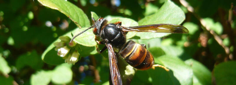 frelon_asiatique frelon_asiatique