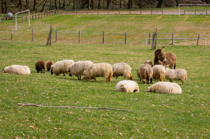 24 Environnement-âne & moutons