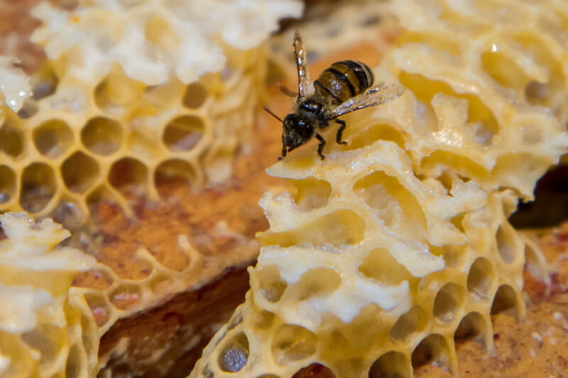 24 Environnement-abeilles