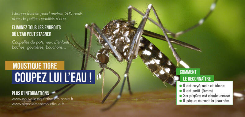 Info moustique tigre Info moustique tigre