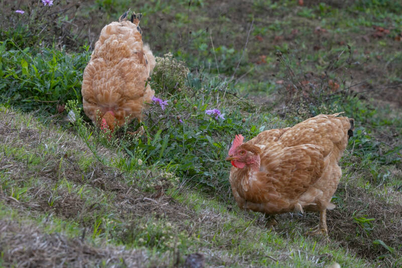 24 Environnement-poules