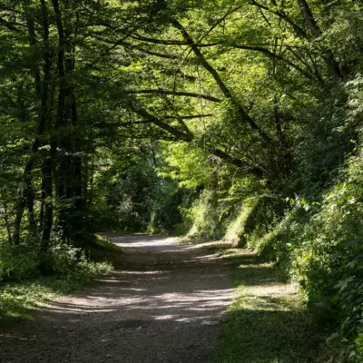 Chemin forestier et ombragé sur l'ancienne voie du POC